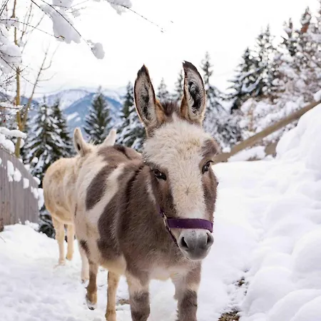Appartamento Nagellehen *