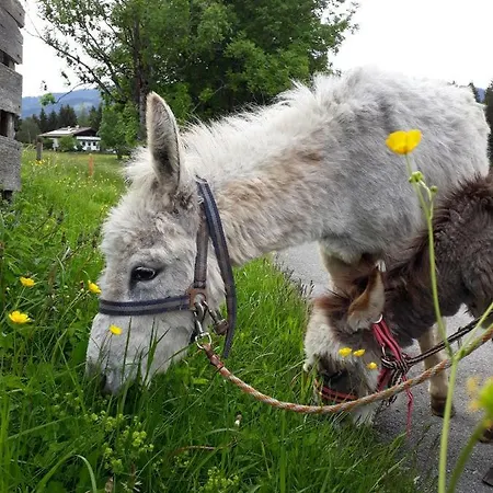 Apartamento Nagellehen Flachau