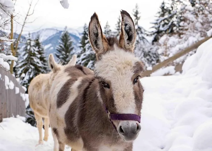 Appartement Nagellehen *
